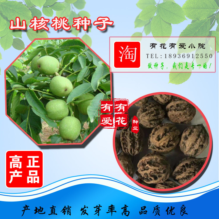 核桃种子 新采核桃种子 优质山核桃种子可作钻木嫁接各种核桃树包