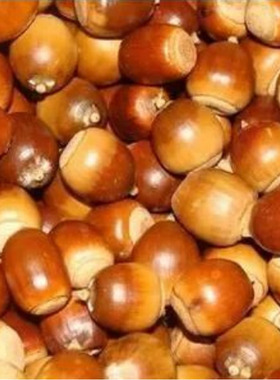 新采苗木种子 栎树种子 橡子种子 橡树种子 栗茧 蒙古栎 种子