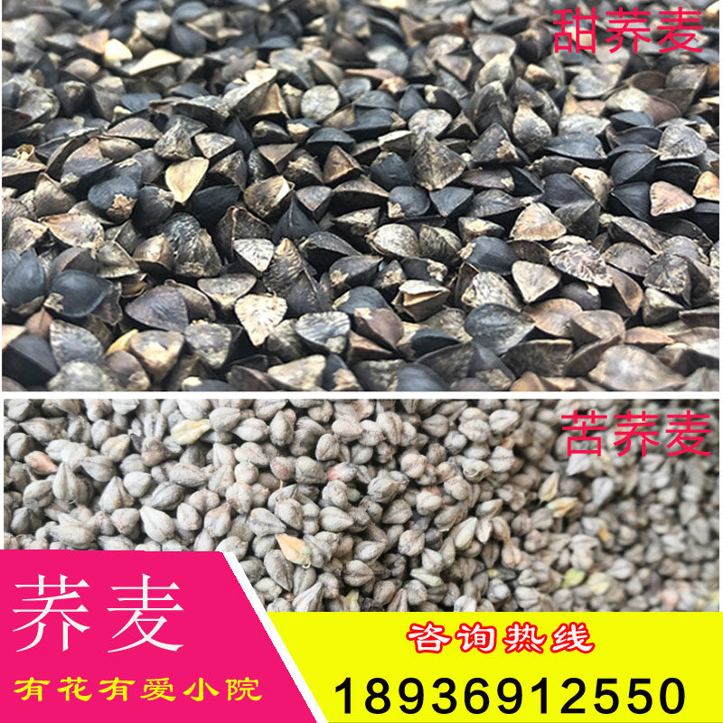 荞麦种子甜荞麦苦荞麦黑苦荞花荞红花荞种籽蜜源苗芽菜种子三角麦