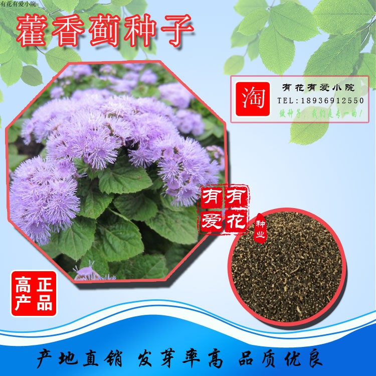 地被植物种子价格 地被植物种子图片 星期三 地被植物种子价格 地被植物种子图片 星期三