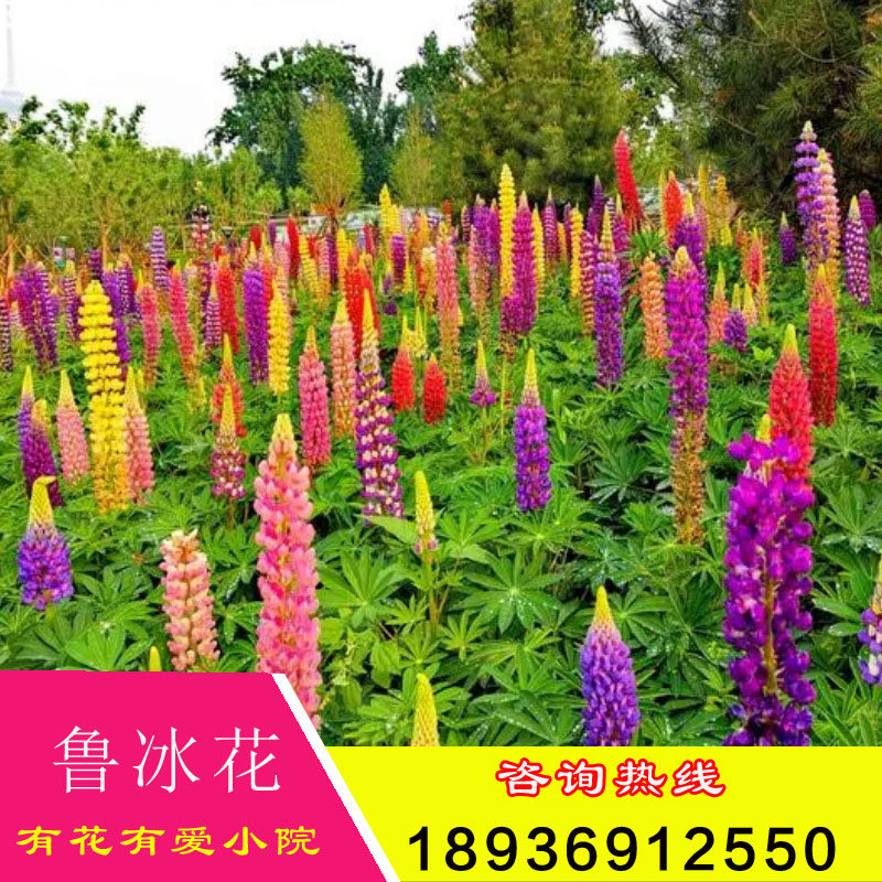 鲁冰花种子羽扇豆种子多年生花卉庭院阳台 景观花海四季播种花籽