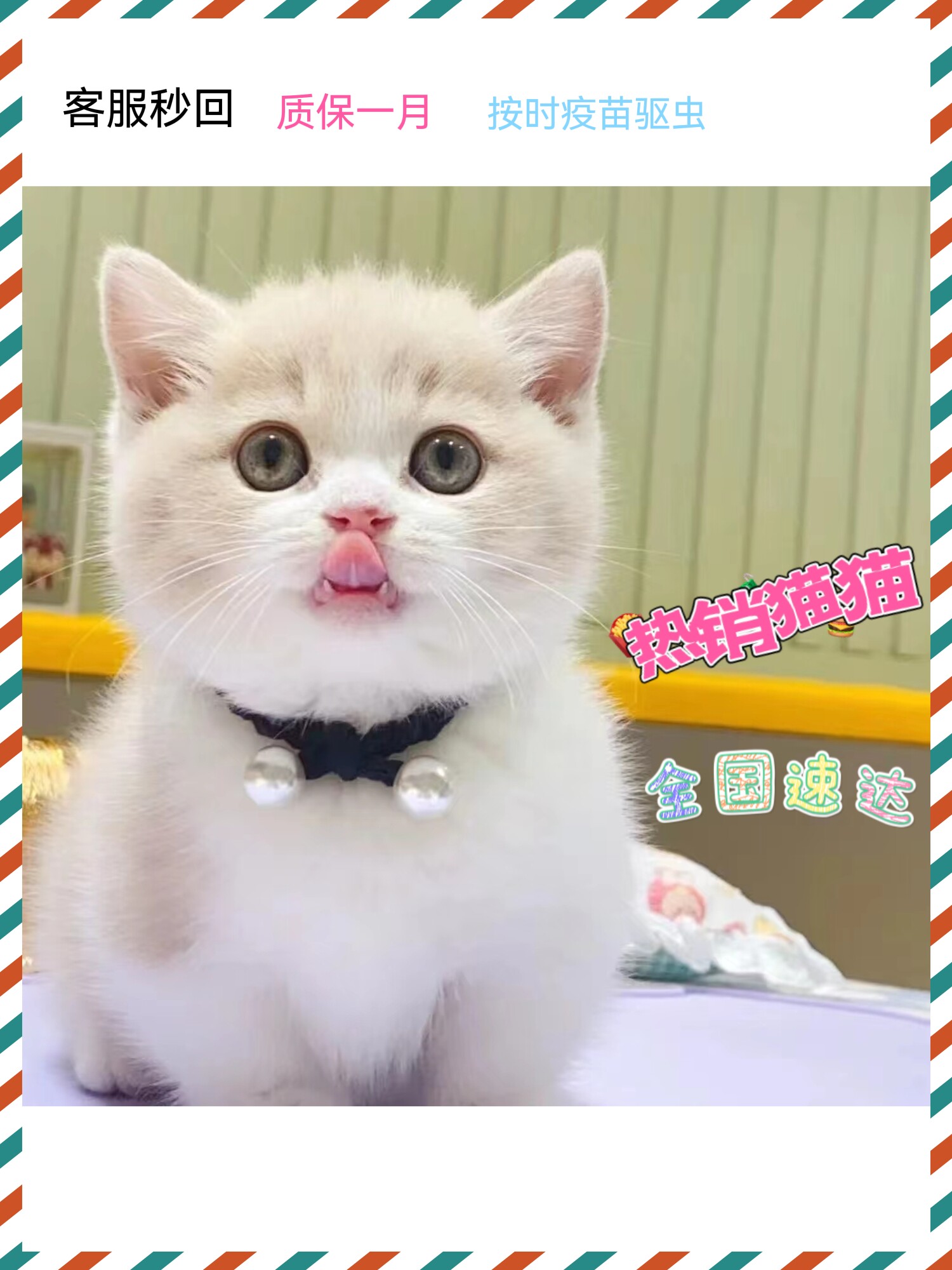 短毛英国短毛猫纯种英短宠物猫咪