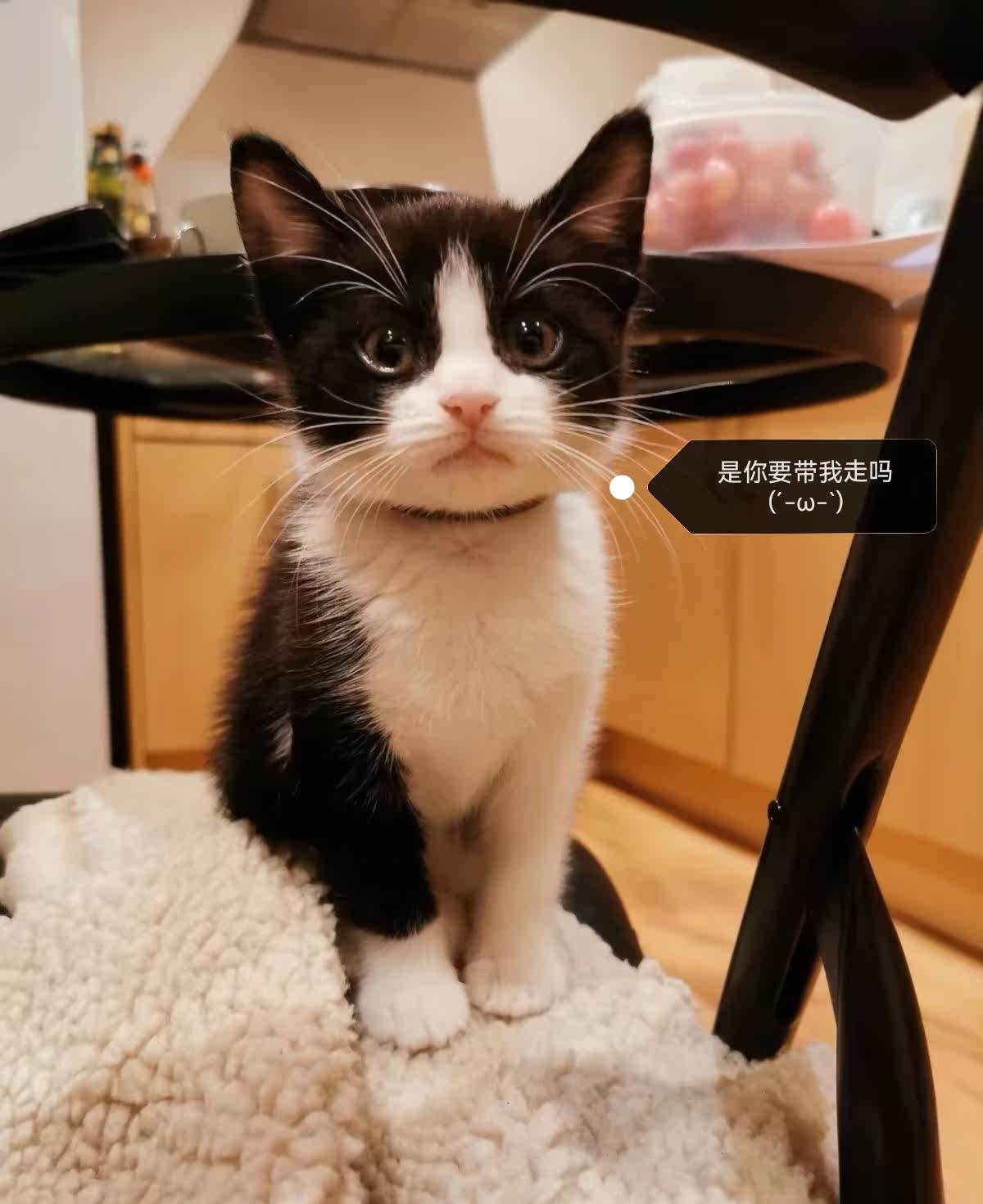 奶牛猫幼崽黑白猫咪狮子猫活体
