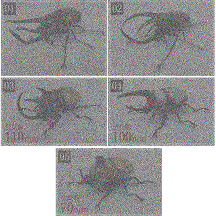 正版生物大图鉴甲虫造