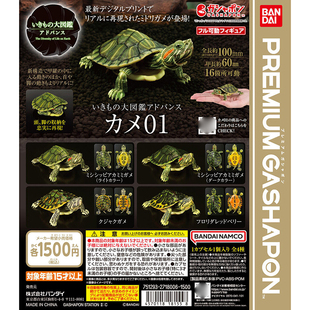 日本正版 生物大图鉴 红耳龟 巴西龟 火焰龟 可动  扭蛋