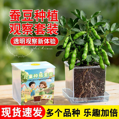 蚕豆种子种植套装小学生凤仙花种子四年级下科学实验杯儿童小盆栽