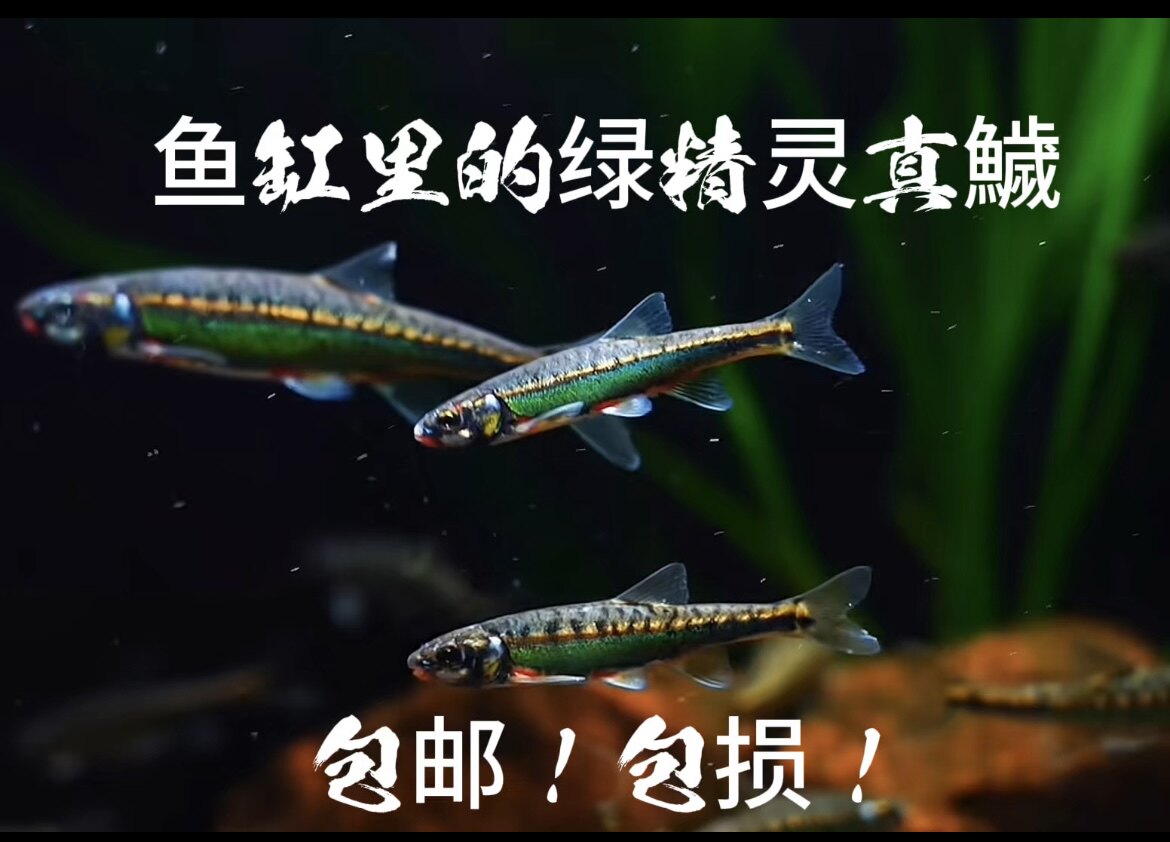 原生鱼真鱥冷水鱼观赏鱼群游小型鱼皮实好养温顺可爱鱼缸精灵图片