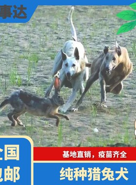 格力犬幼犬活体纯种猎