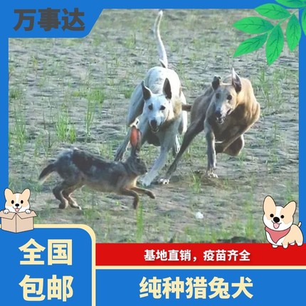 格力犬幼犬活体纯种猎兔犬灵缇犬成年细犬细狗惠比特犬幼崽抓兔犬