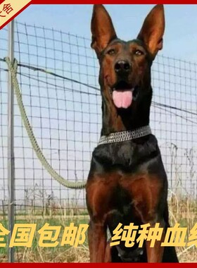 莱州红犬幼犬纯种大头