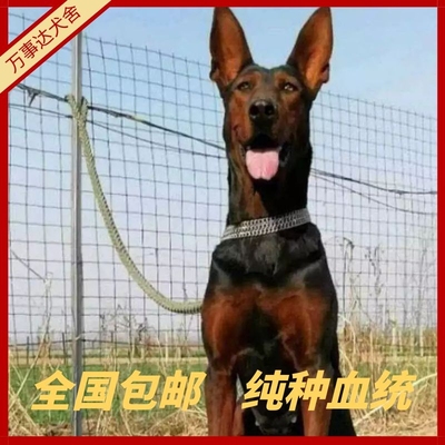 莱州红犬幼犬纯种大头