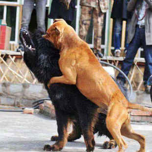 比特犬幼犬纯种活体宠物狗狗大型猎犬斗狗杜高犬卡斯罗犬比特犬