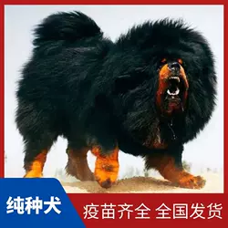藏獒犬幼犬纯种巨型藏獒犬超大藏獒幼犬大型狮王铁包金雪獒犬藏獒
