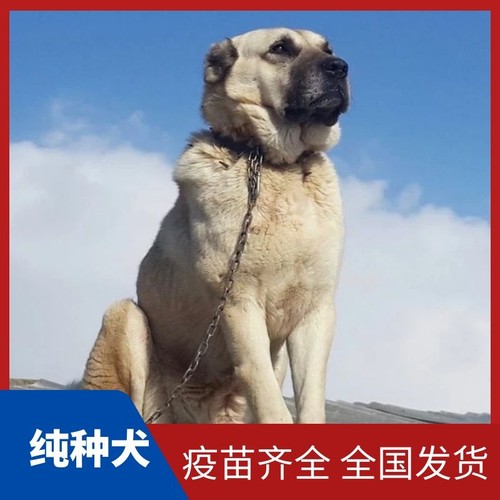 纯种坎高犬幼犬活体巨型狗狗