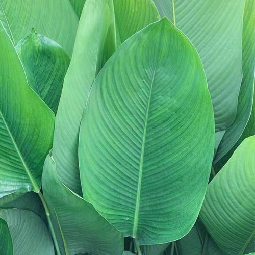 新鲜粽叶大叶粽叶新鲜大叶新叶过年包粽子的叶子过节端午用冬叶