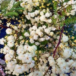 耐干旱工程绿化护坡小灌木籽公园苗木花卉白色合欢树银合欢种子