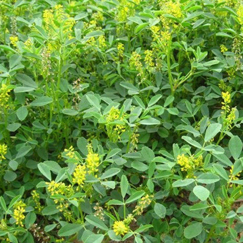 多年生牧草黄花苜蓿高产