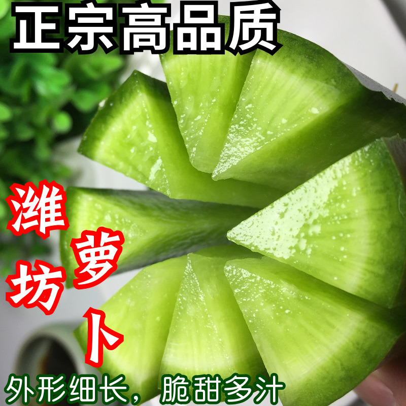 正宗潍坊水果萝卜天津沙窝萝卜潍县青萝卜甜脆生吃山东10新鲜5斤