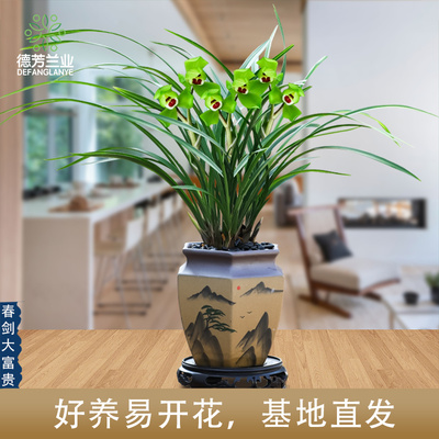 好养优惠多多春剑德芳兰业