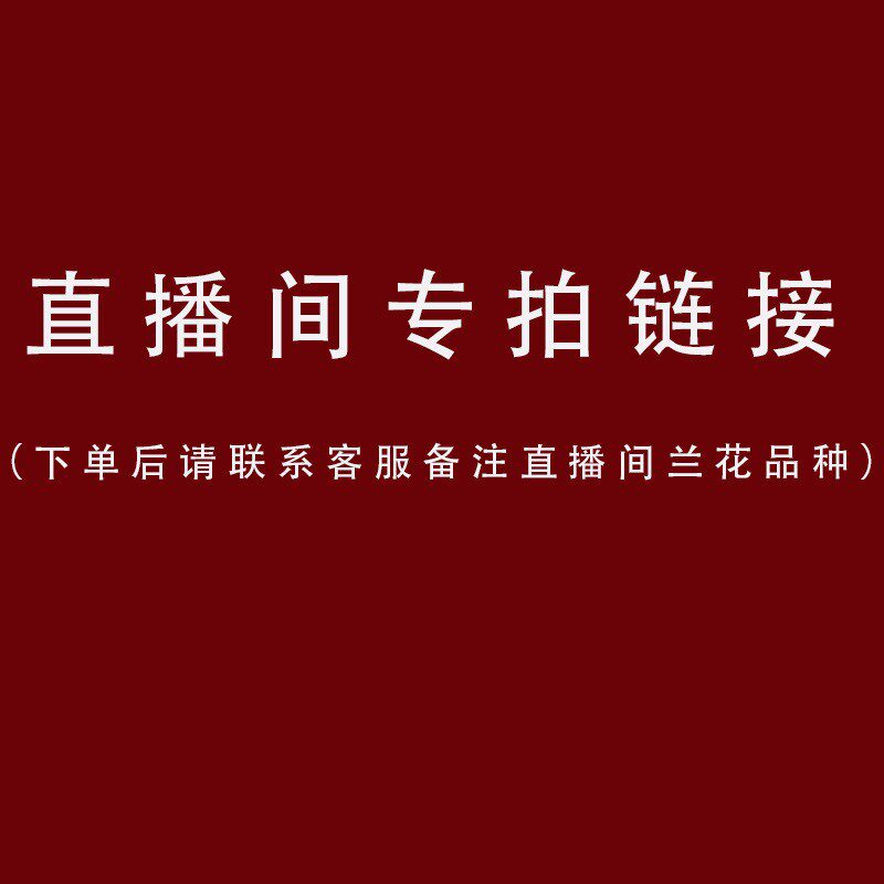 兰花苗名贵春兰直播专拍花卉兰草