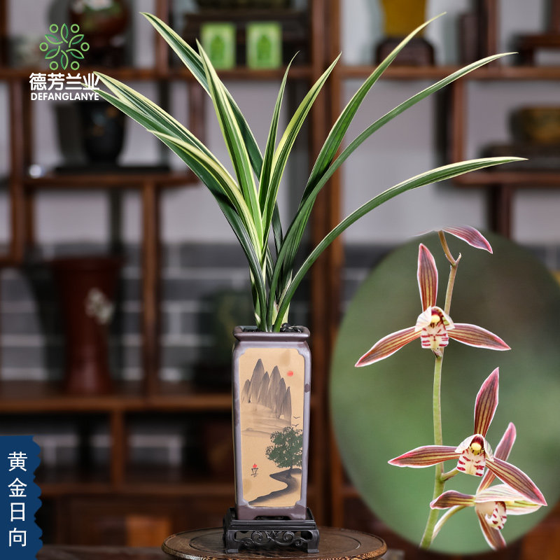 精品十大名贵兰花草特级金边墨兰日向基地直发浓香型室内客厅盆栽