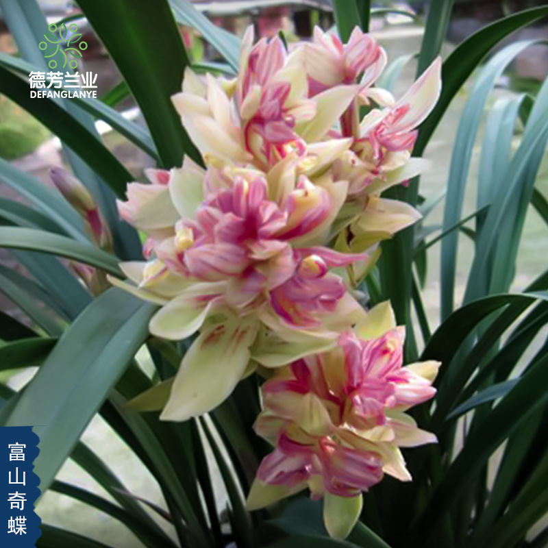 建兰带花苞阳台盆栽客厅富山奇蝶