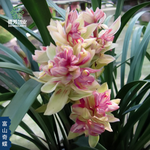 兰花苗建兰四季兰富山奇蝶带花苞浓香室内阳台绿植物花卉盆栽客厅