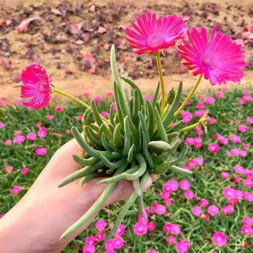 带盆土发奔龙多肉植物红花