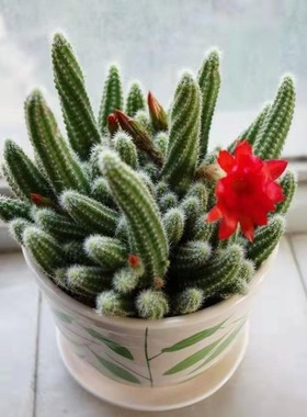 白檀毛毛虫多肉植物盆栽仙人球仙人手指新手好养开红色花