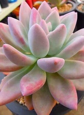 奥普琳娜多肉植物奥胖子阳台盆栽绿植花卉带盆土发新手好养