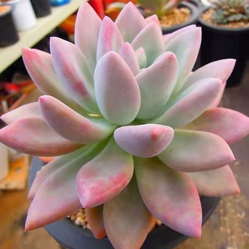 奥普琳娜多肉植物奥胖子阳台盆栽绿植花卉带盆土发新手好养