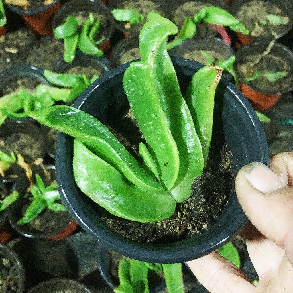 带盆土佛手托金多肉植物