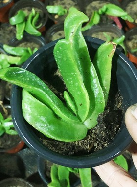 佛手托金多肉植物盆栽阳台绿植花卉金黄色花带盆土新手好养