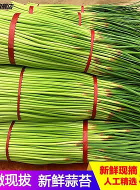 蒜薹露天蒜苔蒜苗5斤农家整箱蒜台蒜毫蔬菜新鲜3自种当季现货10