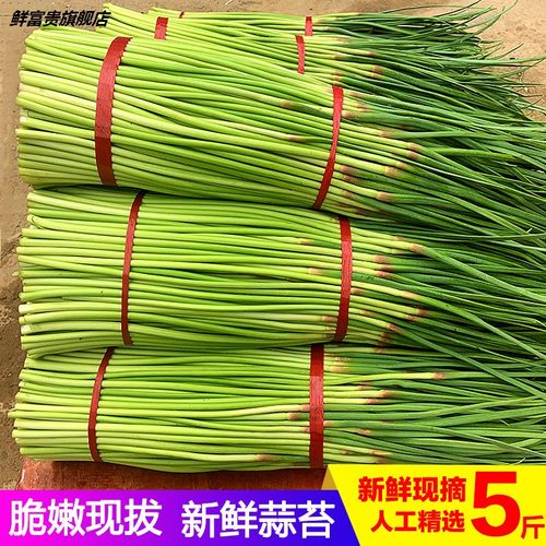 蒜薹露天蒜苔蒜苗5斤农家整箱蒜台蒜毫蔬菜新鲜3自种当季现货10