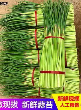 农家露天蒜苔蔬菜5斤现货青菜新鲜蒜毫蒜薹蒜苗现货自种当季蒜台