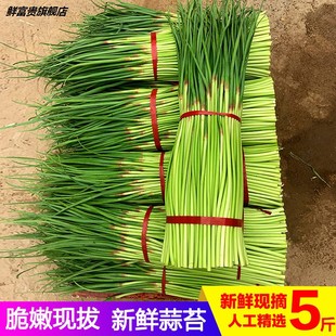 农家露天蒜苔蔬菜5斤现货青菜新鲜蒜毫蒜薹蒜苗现货自种当季蒜台