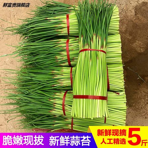 农家露天蒜苔蔬菜5斤现货青菜新鲜蒜毫蒜薹蒜苗现货自种当季蒜台