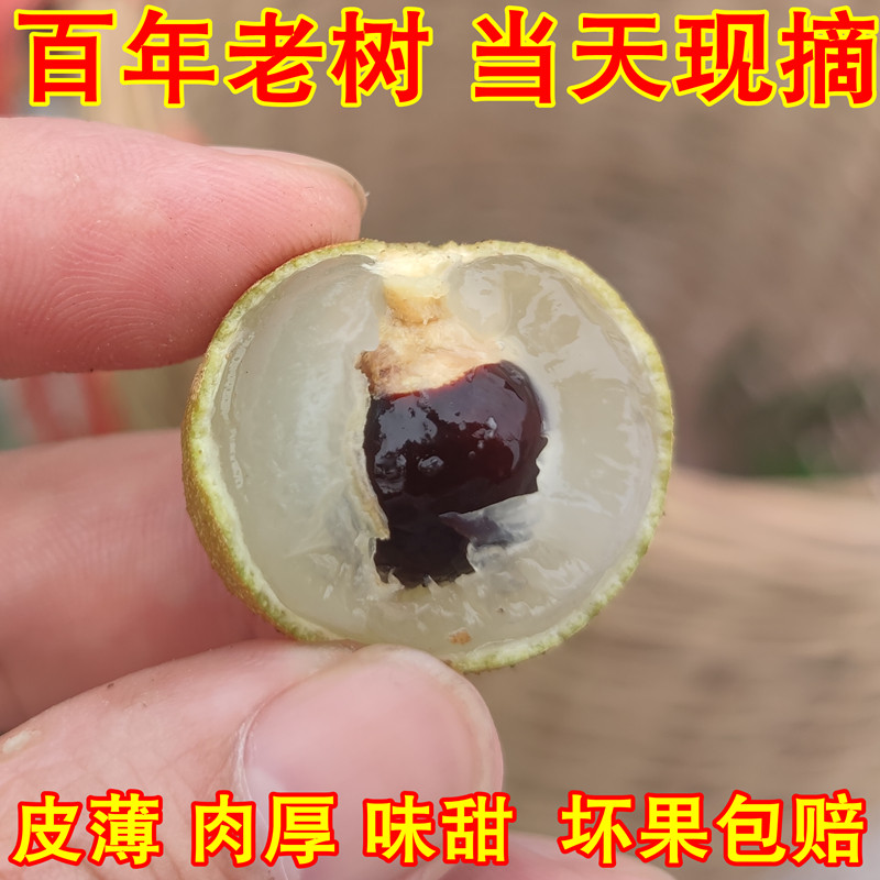泸州桂圆新鲜龙眼百年老树张坝潮龙眼