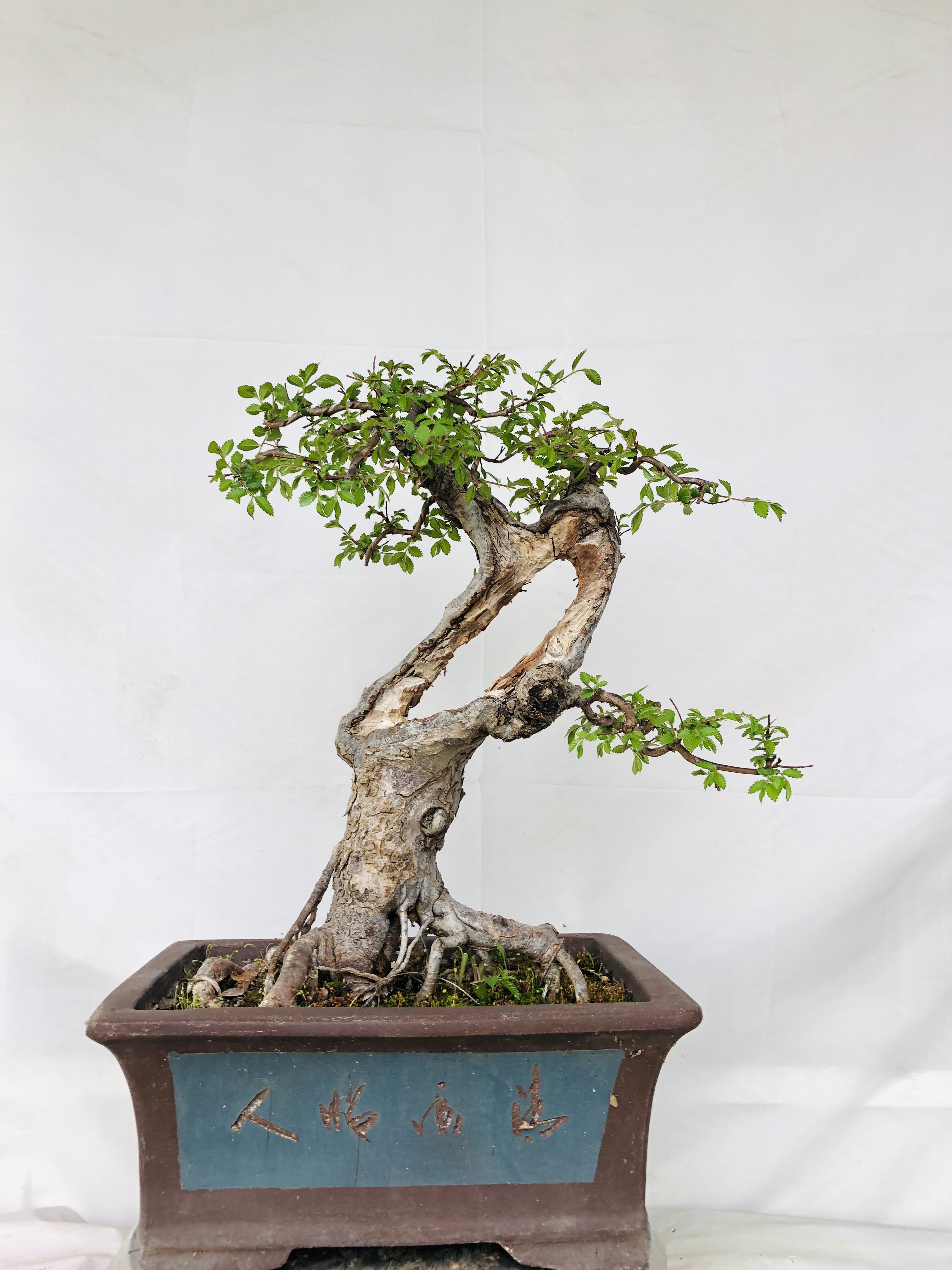小叶红芽榆树实物拍摄实物发货正反两面收到和图片一模一样