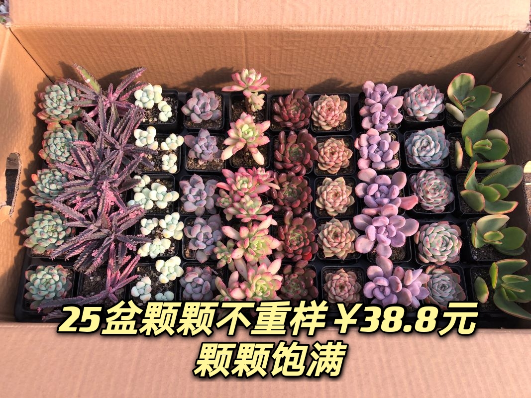 多肉植物组合盆栽新款肉肉含盆带土一整箱种好带土发货