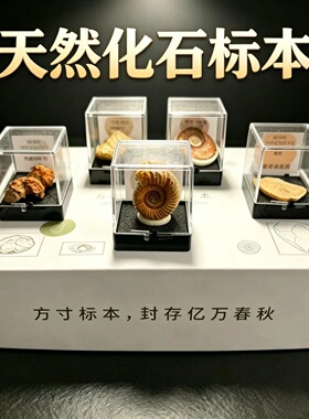 天然化石岩石地质标本儿童科普礼