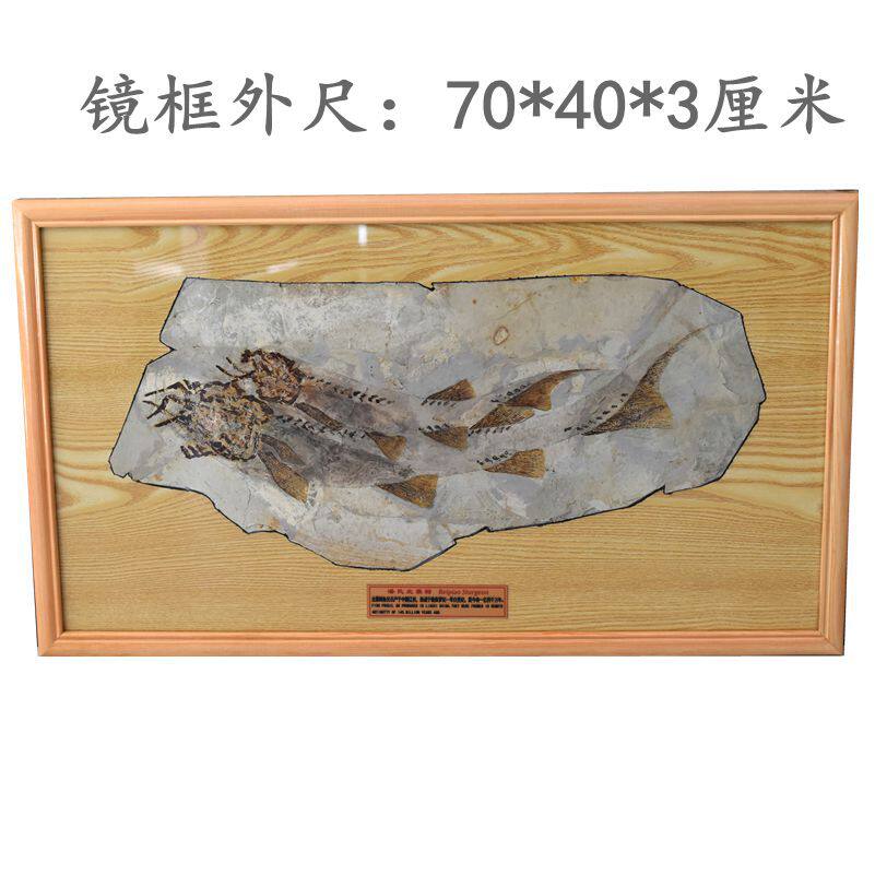 辽西双鱼压一起化石墙壁挂饰比翼双飞古生物科普实木装裱礼品藏品