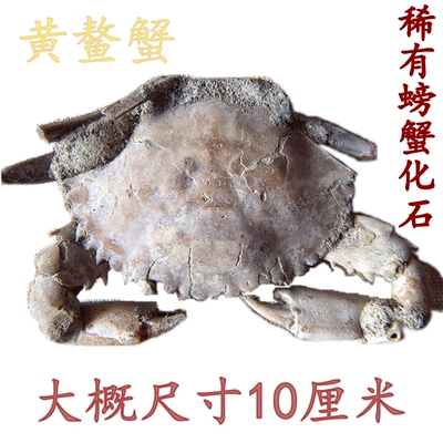 天然螃蟹化石甲壳类古生物标本