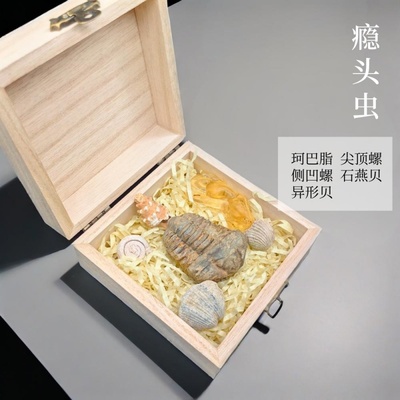 天然三叶虫菊石珊瑚化石科普宝盒