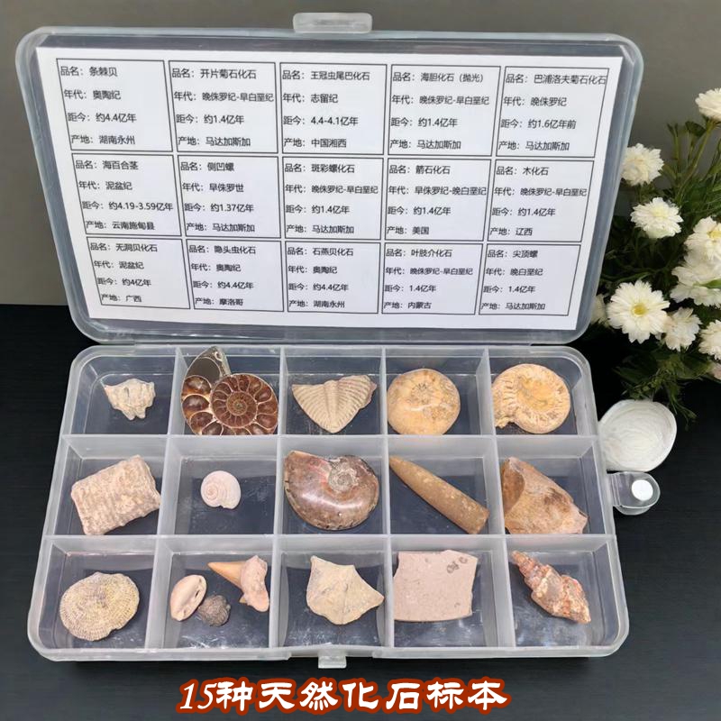 10种古生物化石标本礼盒鲨鱼牙植物昆虫三叶虫笔石树化石螺8888