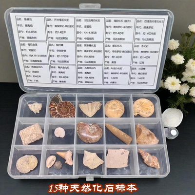 天然古生物化石礼盒考古收藏