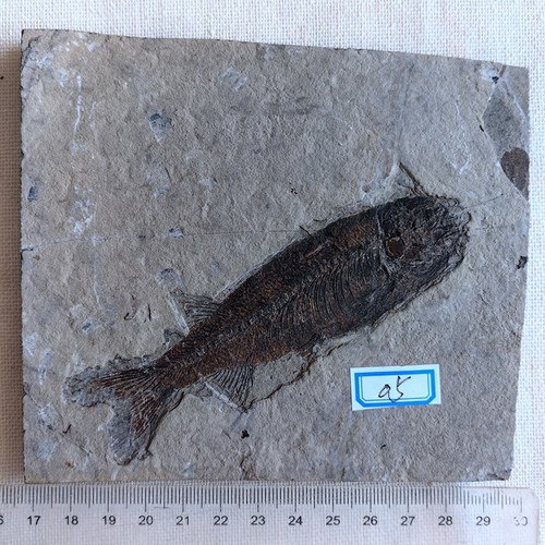 天然室井氏狼鳍鱼化石古生物化石