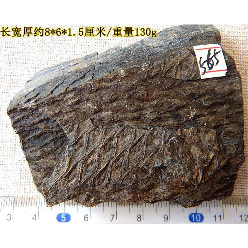 天然鳞木化石家居摆放石材招财复古蕨类植物古生物教学标本9999