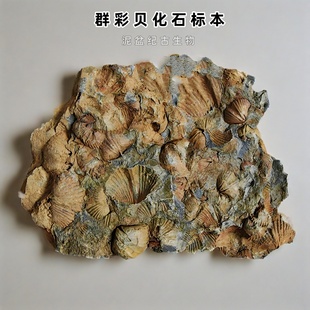 群聚共生彩色石燕贝化石摆放石材动物怀旧海洋古生物科普标本9999